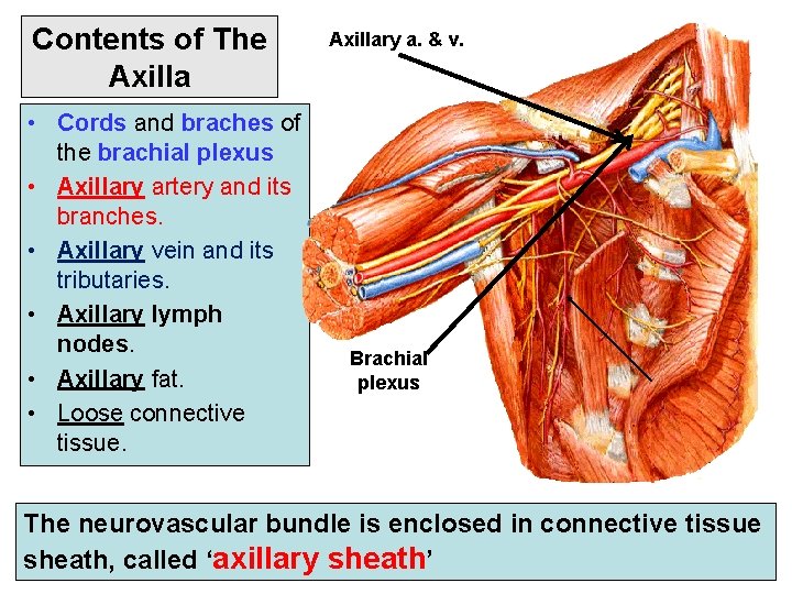 Contents of The Axilla • Cords and braches of the brachial plexus • Axillary