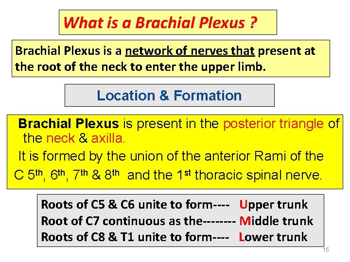 What is a Brachial Plexus ? Brachial Plexus is a network of nerves that