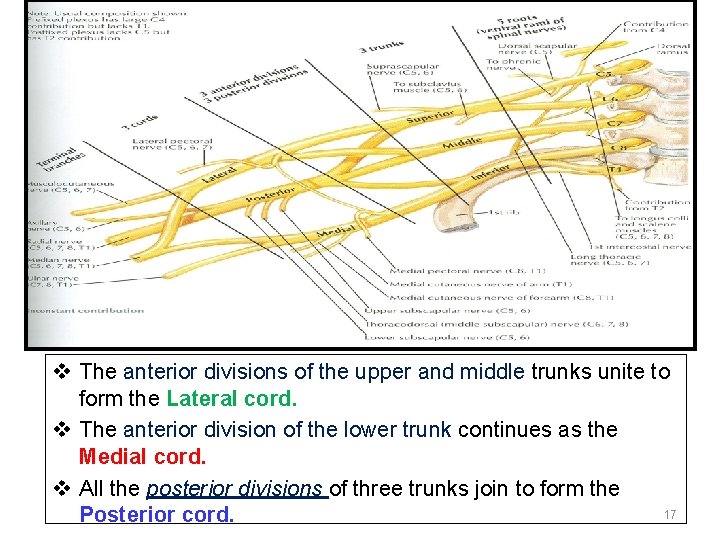 v The anterior divisions of the upper and middle trunks unite to form the