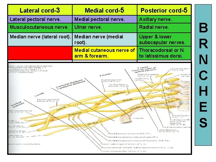 Lateral cord-3 Medial cord-5 Posterior cord-5 Lateral pectoral nerve. Medial pectoral nerve. Axillary nerve.