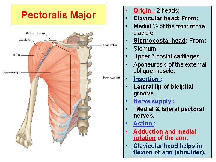 Pectoralis Major • Origin : 2 heads; • Clavicular head: From; • Medial ½