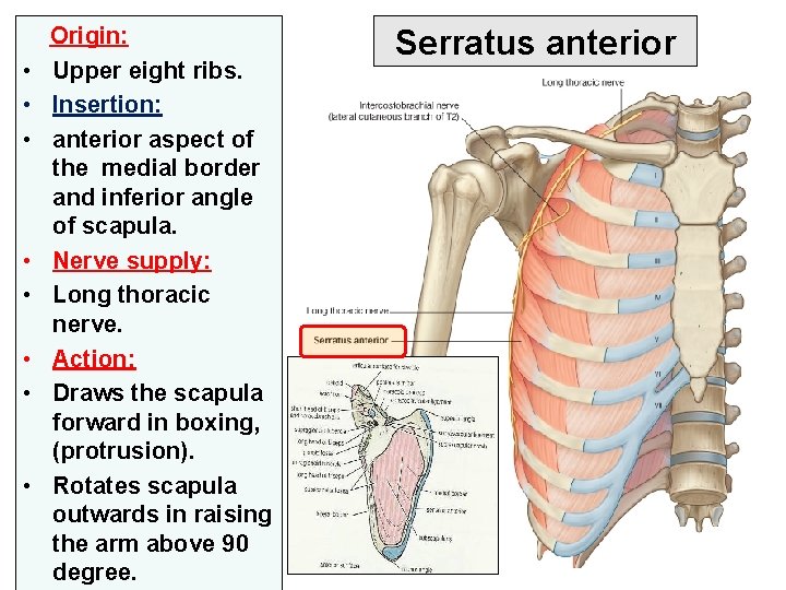  Origin: • Upper eight ribs. • Insertion: • anterior aspect of the medial