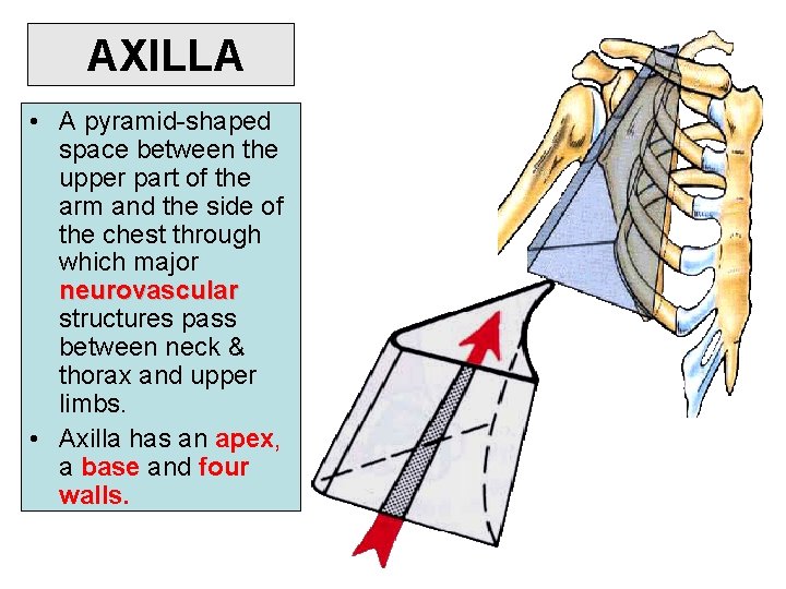  AXILLA • A pyramid-shaped space between the upper part of the arm and