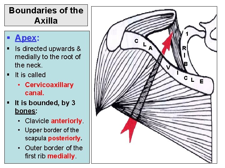 Boundaries of the Axilla § Apex: § Is directed upwards & medially to the