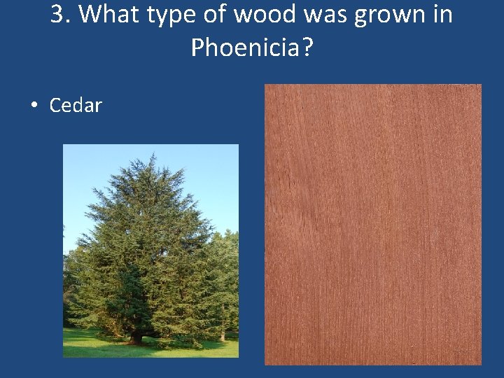 3. What type of wood was grown in Phoenicia? • Cedar 