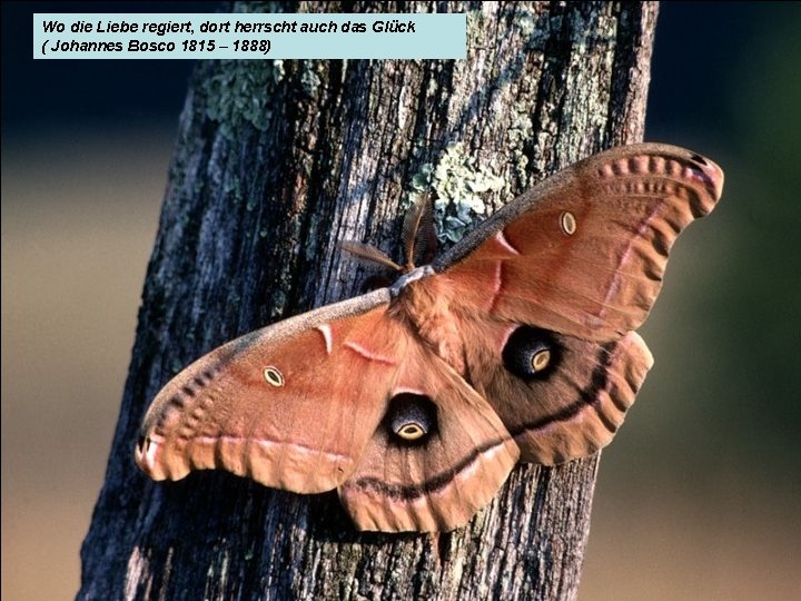 Wo die Liebe regiert, dort herrscht auch das Glück ( Johannes Bosco 1815 –