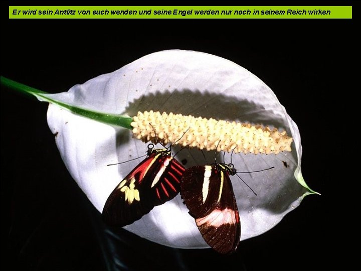 Er wird sein Antlitz von euch wenden und seine Engel werden nur noch in
