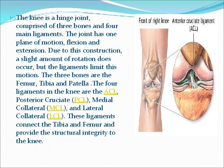  The knee is a hinge joint, comprised of three bones and four main