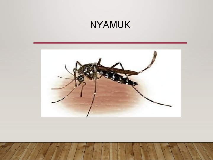 NYAMUK NYAMUK