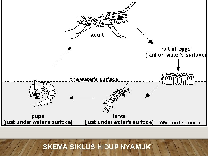 SKEMA SIKLUS HIDUP NYAMUK SKEMA SIKLUS HIDUP NYAMUK