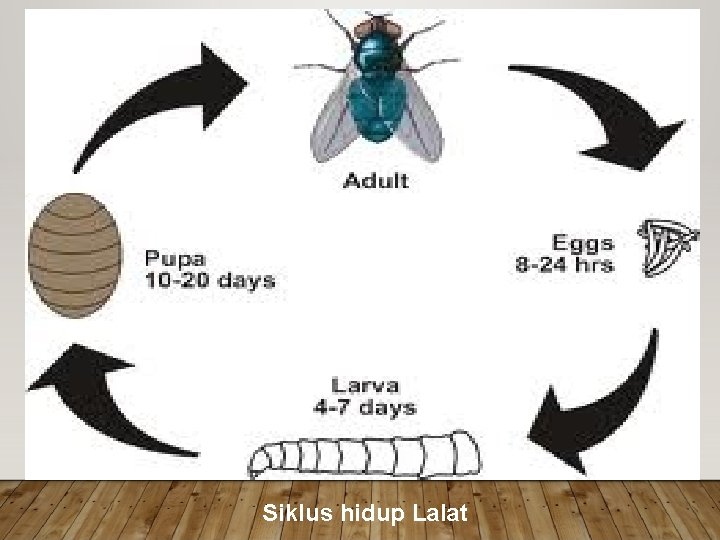 Siklus hidup Lalat 