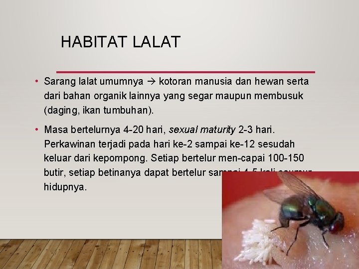 HABITAT LALAT • Sarang lalat umumnya kotoran manusia dan hewan serta dari bahan organik