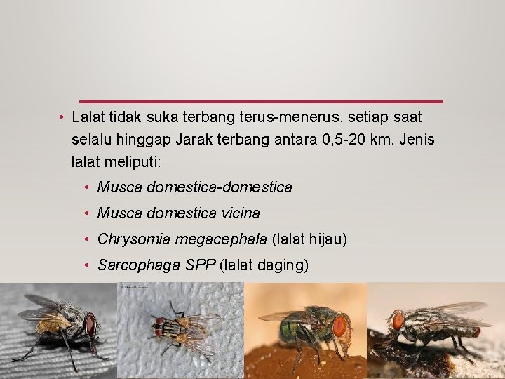 • Lalat tidak suka terbang terus-menerus, setiap saat selalu hinggap Jarak terbang antara • Lalat tidak suka terbang terus-menerus, setiap saat selalu hinggap Jarak terbang antara