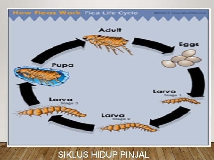 SIKLUS HIDUP PINJAL 