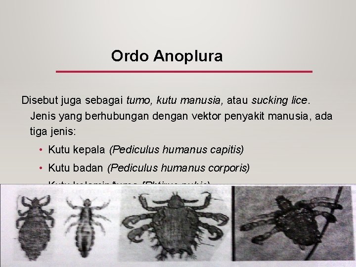 Ordo Anoplura Disebut juga sebagai tumo, kutu manusia, atau sucking lice. Jenis yang berhubungan