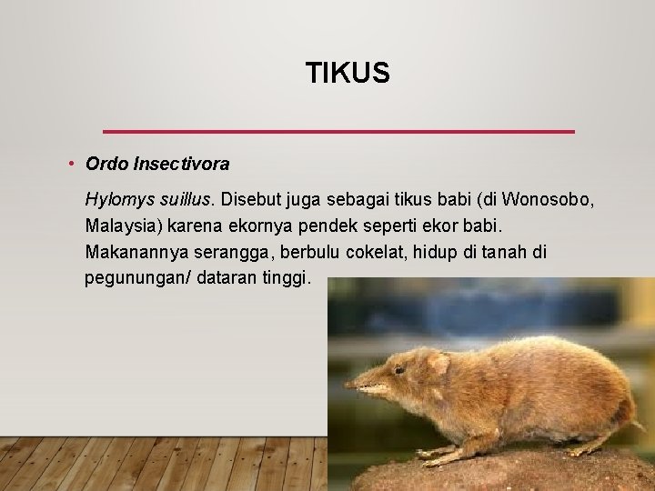 TIKUS • Ordo Insectivora Hylomys suillus. Disebut juga sebagai tikus babi (di Wonosobo, Malaysia)