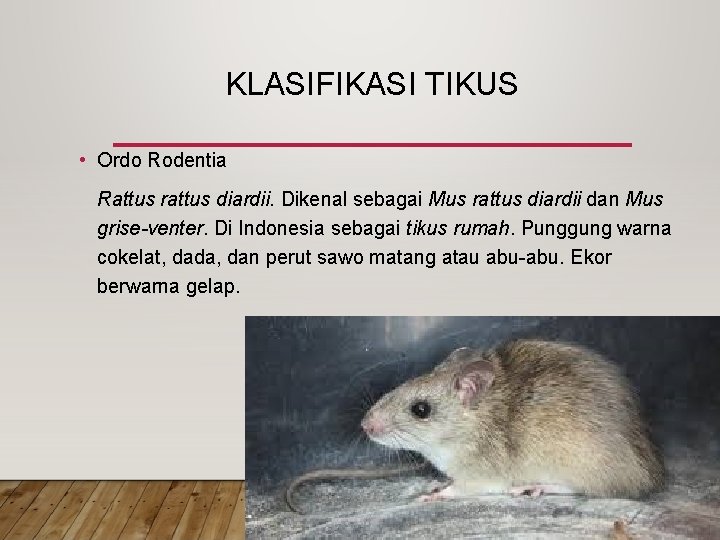 KLASIFIKASI TIKUS • Ordo Rodentia Rattus rattus diardii. Dikenal sebagai Mus rattus diardii dan KLASIFIKASI TIKUS • Ordo Rodentia Rattus rattus diardii. Dikenal sebagai Mus rattus diardii dan