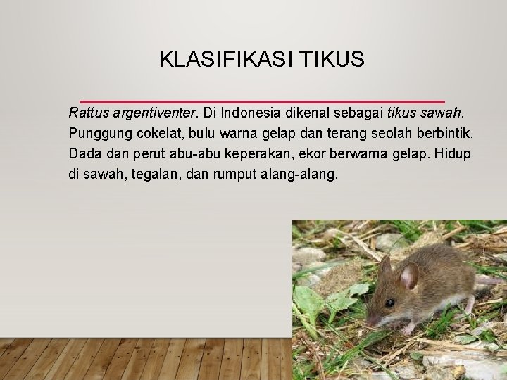 KLASIFIKASI TIKUS Rattus argentiventer. Di Indonesia dikenal sebagai tikus sawah. Punggung cokelat, bulu warna KLASIFIKASI TIKUS Rattus argentiventer. Di Indonesia dikenal sebagai tikus sawah. Punggung cokelat, bulu warna