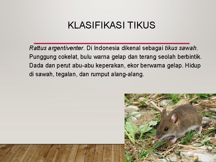 KLASIFIKASI TIKUS Rattus argentiventer. Di Indonesia dikenal sebagai tikus sawah. Punggung cokelat, bulu warna