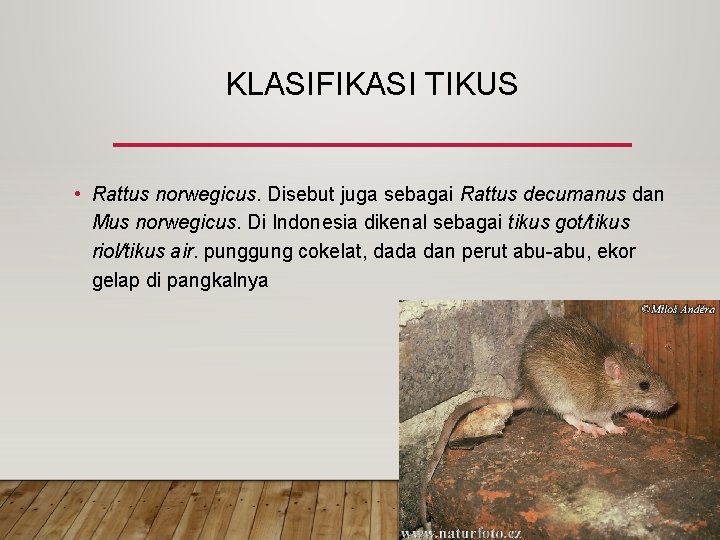 KLASIFIKASI TIKUS • Rattus norwegicus. Disebut juga sebagai Rattus decumanus dan Mus norwegicus. Di