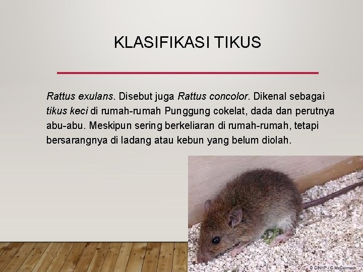 KLASIFIKASI TIKUS Rattus exulans. Disebut juga Rattus concolor. Dikenal sebagai tikus keci di rumah-rumah