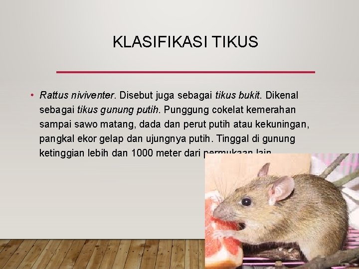 KLASIFIKASI TIKUS • Rattus niviventer. Disebut juga sebagai tikus bukit. Dikenal sebagai tikus gunung