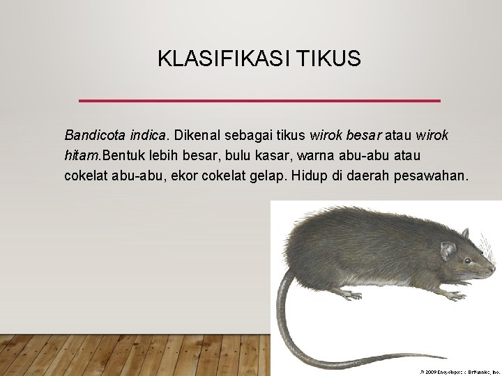 KLASIFIKASI TIKUS Bandicota indica. Dikenal sebagai tikus wirok besar atau wirok hitam. Bentuk lebih KLASIFIKASI TIKUS Bandicota indica. Dikenal sebagai tikus wirok besar atau wirok hitam. Bentuk lebih