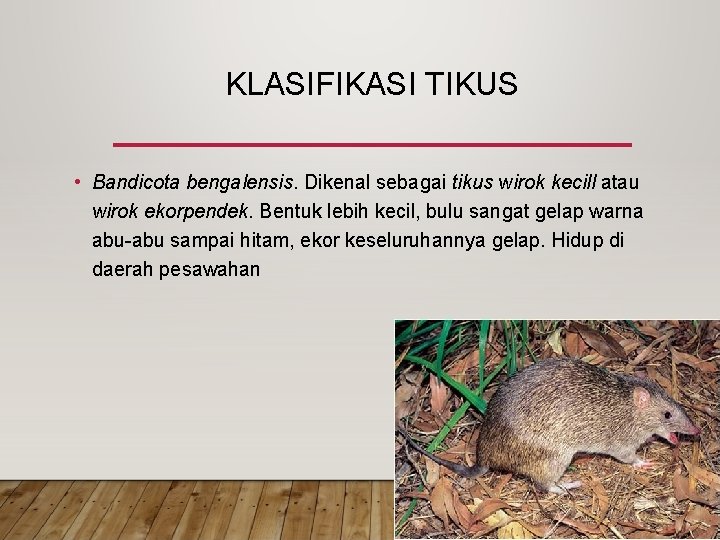 KLASIFIKASI TIKUS • Bandicota bengalensis. Dikenal sebagai tikus wirok kecill atau wirok ekorpendek. Bentuk KLASIFIKASI TIKUS • Bandicota bengalensis. Dikenal sebagai tikus wirok kecill atau wirok ekorpendek. Bentuk