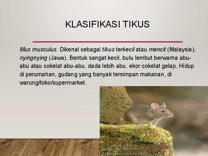 KLASIFIKASI TIKUS Mus musculus. Dikenal sebagai tikus terkecil atau mencit (Malaysia), nying (Jawa). Bentuk