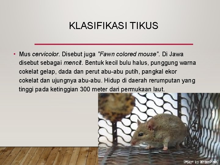KLASIFIKASI TIKUS • Mus cervicolor. Disebut juga "Fawn colored mouse". Di Jawa disebut sebagai