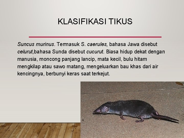 KLASIFIKASI TIKUS Suncus murinus. Termasuk S. caerules, bahasa Jawa disebut celurut, bahasa Sunda disebut KLASIFIKASI TIKUS Suncus murinus. Termasuk S. caerules, bahasa Jawa disebut celurut, bahasa Sunda disebut