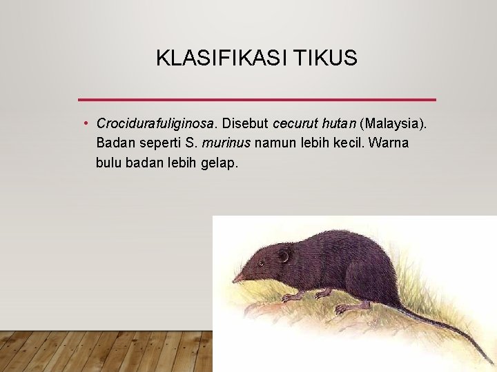 KLASIFIKASI TIKUS • Crocidurafuliginosa. Disebut cecurut hutan (Malaysia). Badan seperti S. murinus namun lebih