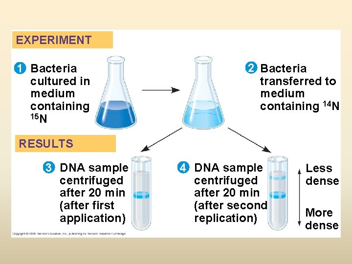 EXPERIMENT 1 Bacteria cultured in medium containing 15 N 2 Bacteria transferred to medium