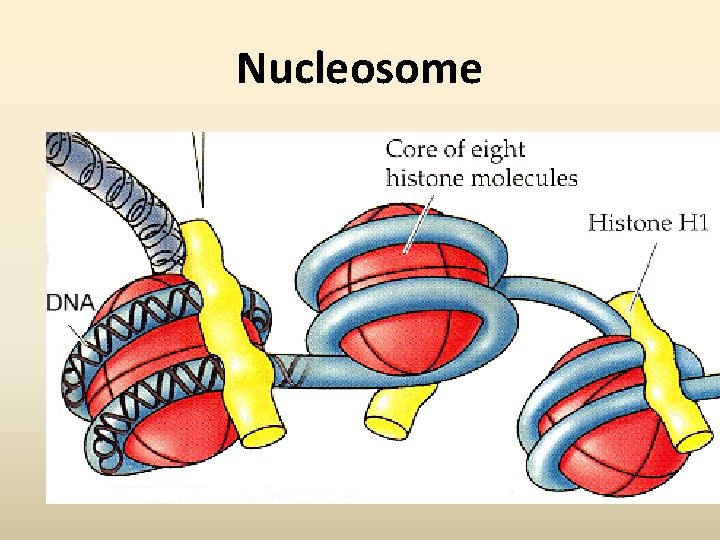 Nucleosome Nucleosome