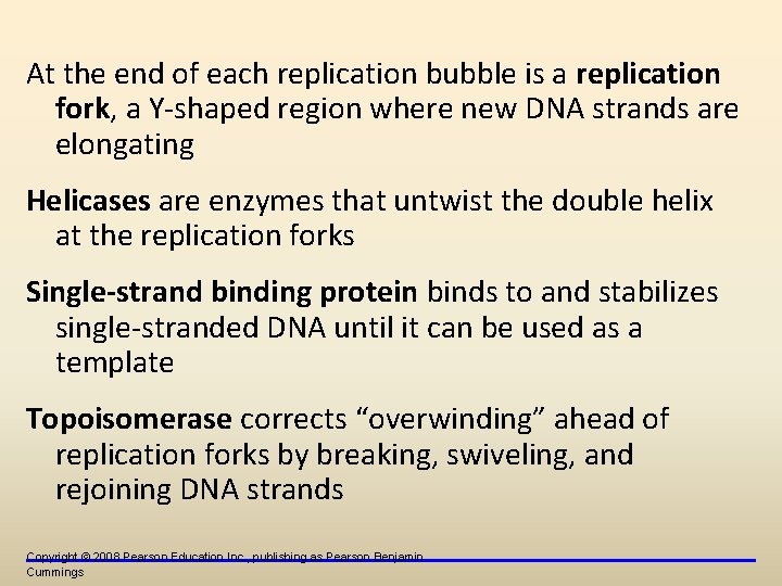 At the end of each replication bubble is a replication fork, a Y-shaped region At the end of each replication bubble is a replication fork, a Y-shaped region