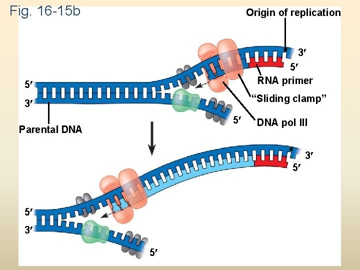 Fig. 16 -15 b Origin of replication 3 5 RNA primer 5 “Sliding clamp” Fig. 16 -15 b Origin of replication 3 5 RNA primer 5 “Sliding clamp”