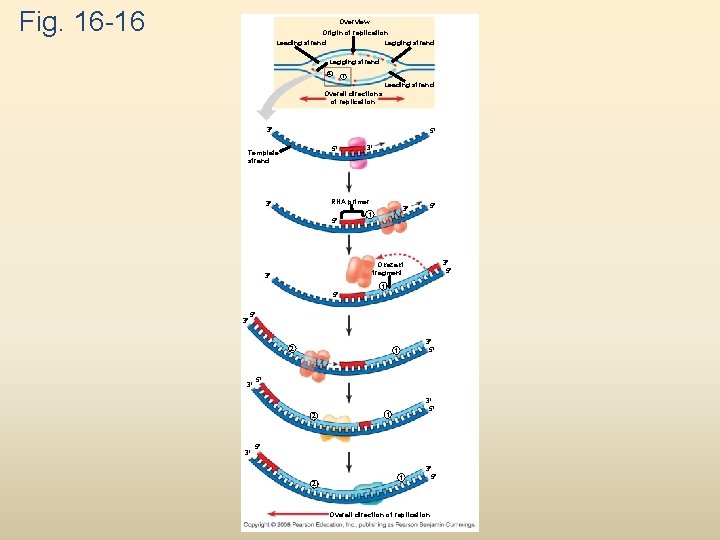 Fig. 16 -16 Overview Origin of replication Lagging strand Leading strand Lagging strand 2