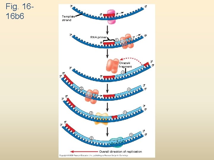 Fig. 1616 b 6 3 5 5 Template strand 3 RNA primer 5 3 Fig. 1616 b 6 3 5 5 Template strand 3 RNA primer 5 3