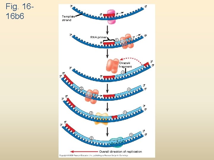 Fig. 1616 b 6 3 5 5 Template strand 3 RNA primer 5 3