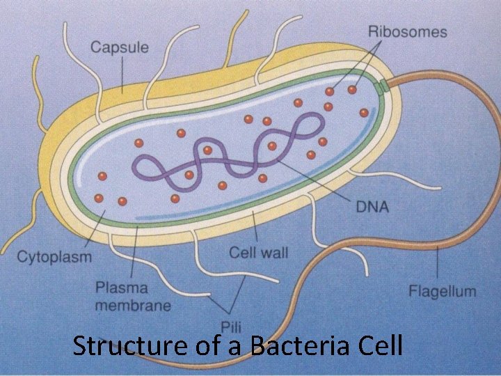 Structure of a Bacteria Cell 