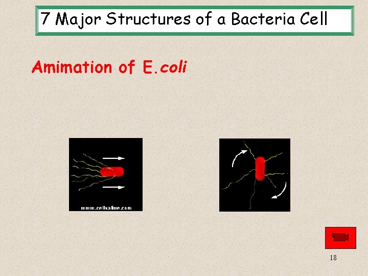 7 Major Structures of a Bacteria Cell Amimation of E. coli 18 