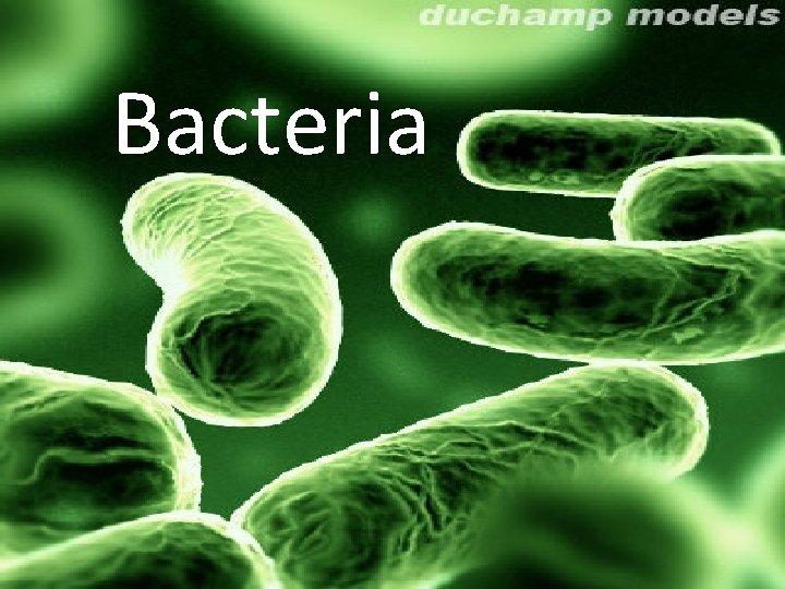 Bacteria 