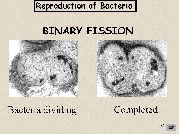 Reproduction of Bacteria BINARY FISSION Bacteria dividing Completed 22 