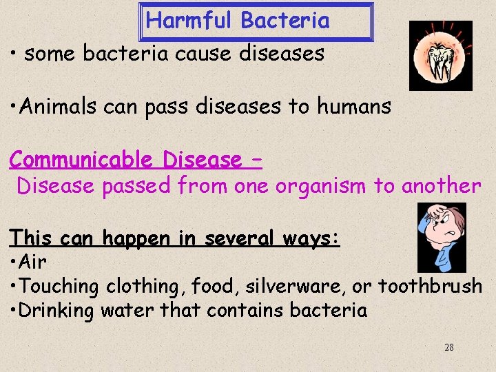 Harmful Bacteria • some bacteria cause diseases • Animals can pass diseases to humans