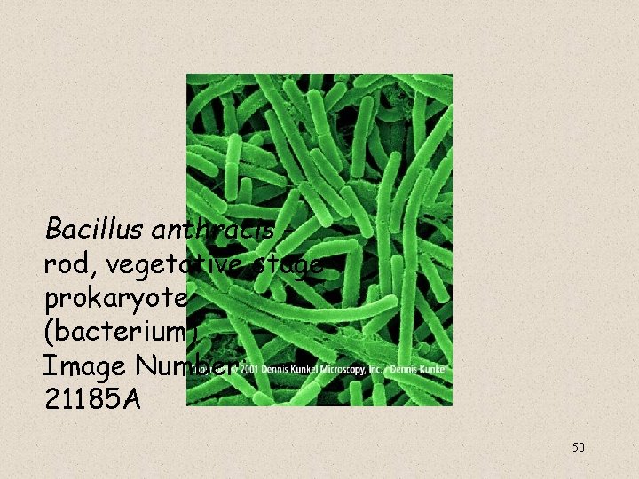  Bacillus anthracis rod, vegetative stage prokaryote (bacterium) Image Number: 21185 A 50 