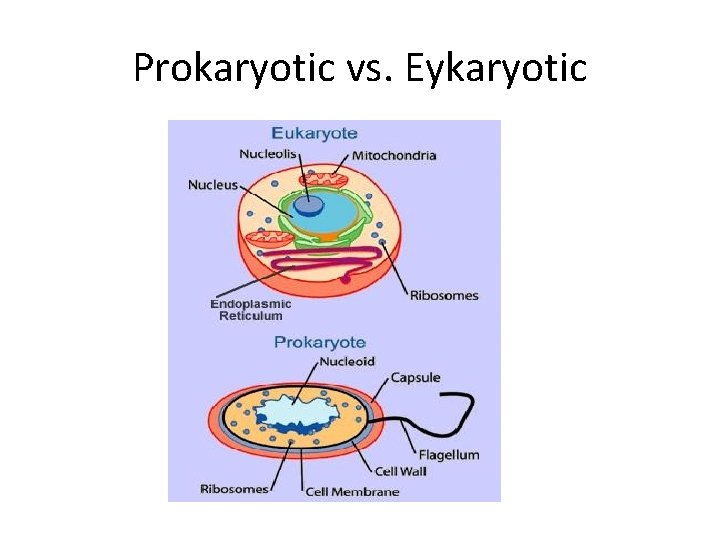Prokaryotic vs. Eykaryotic 