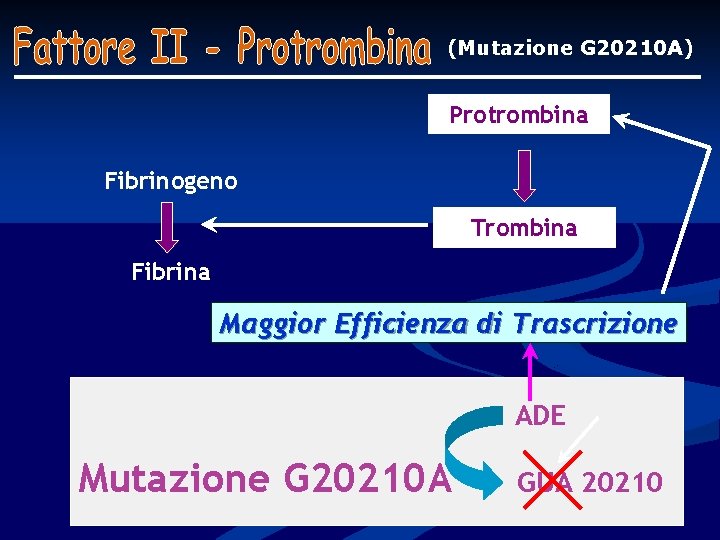 (Mutazione G 20210 A) Protrombina Fibrinogeno Trombina Fibrina Maggior Efficienza di Trascrizione ADE Mutazione