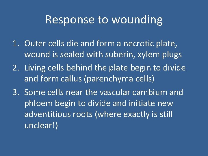 Response to wounding 1. Outer cells die and form a necrotic plate, wound is