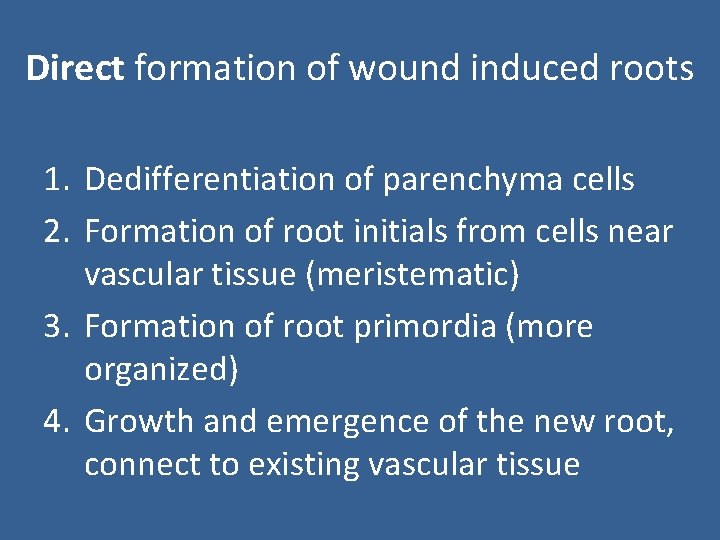 Direct formation of wound induced roots 1. Dedifferentiation of parenchyma cells 2. Formation of