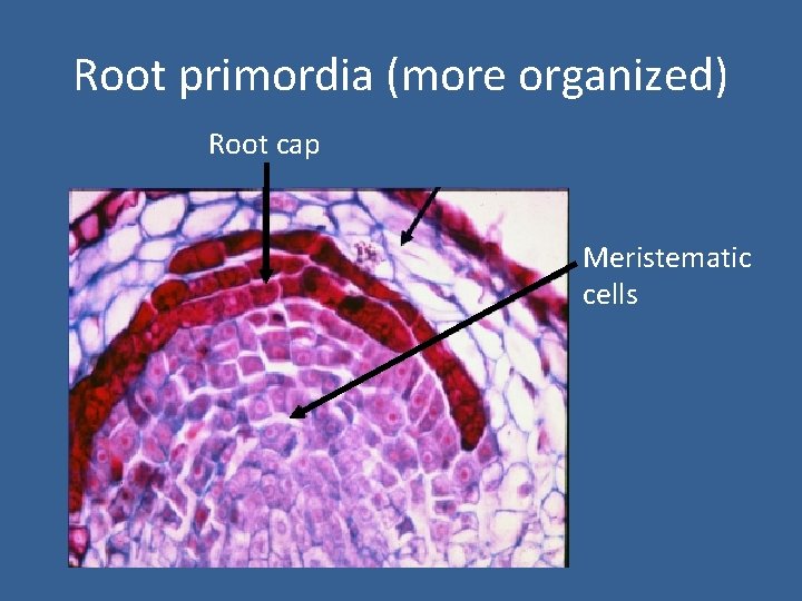Root primordia (more organized) Root cap Meristematic cells 